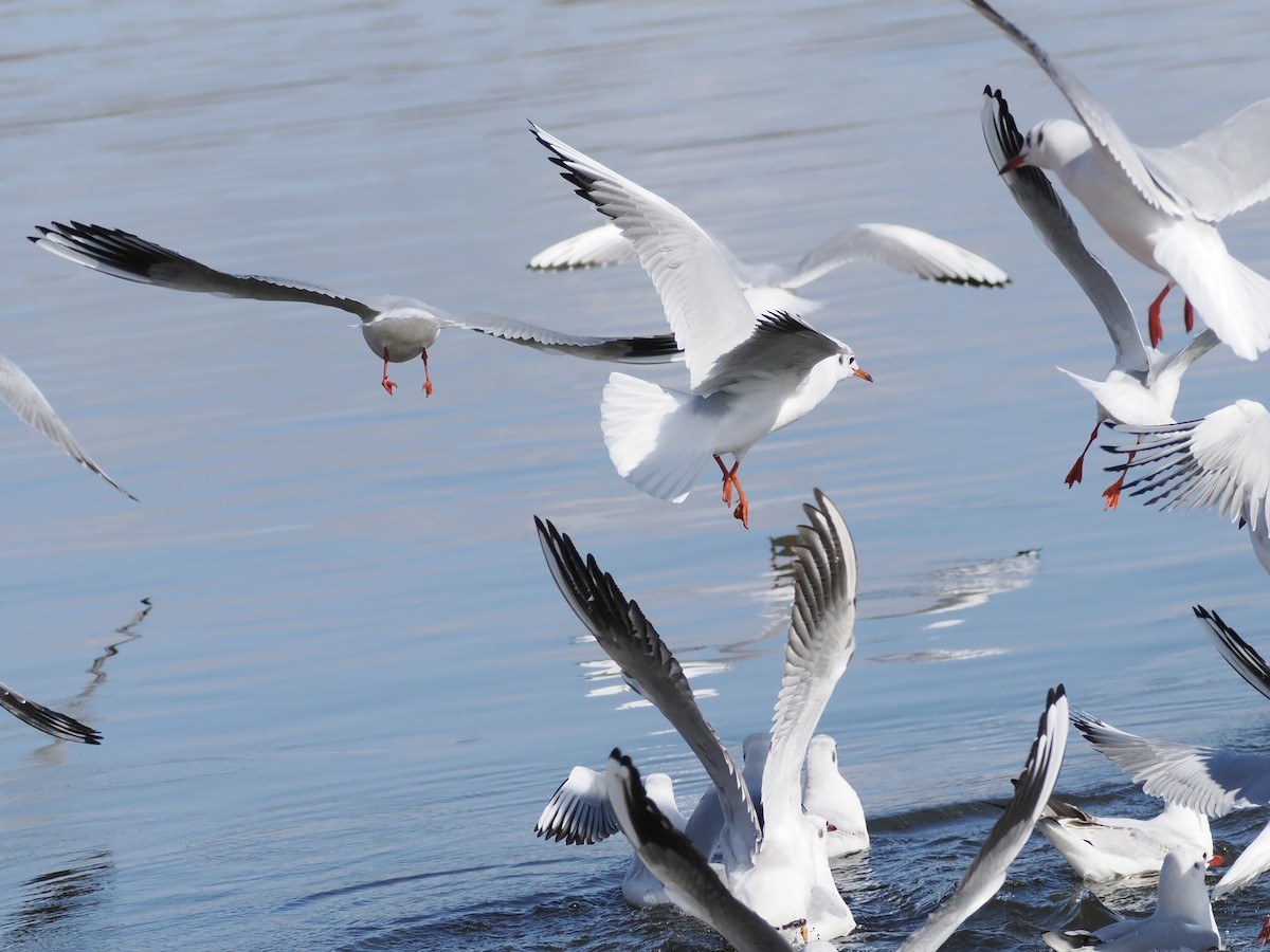 Antxeta mokogorria - ML647749340