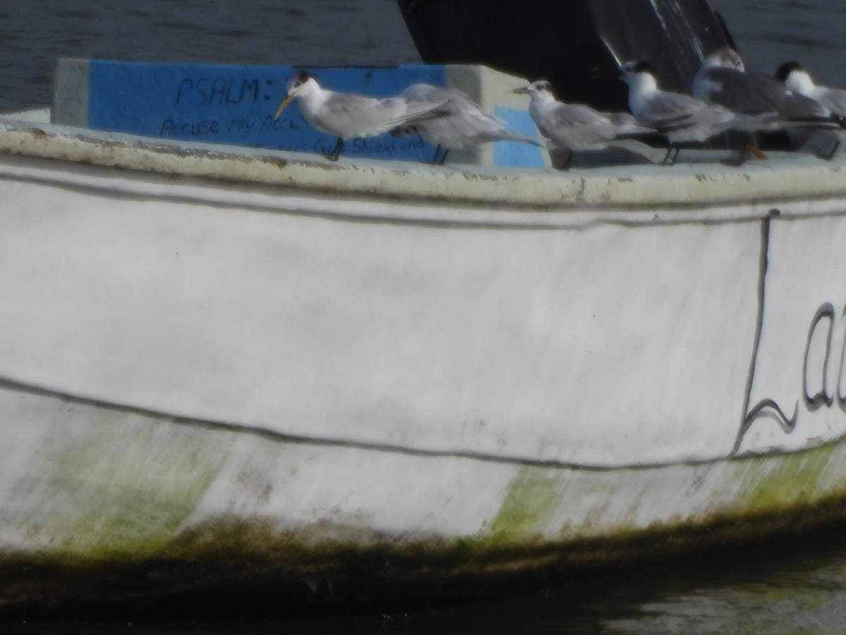 Txenada hankabeltza - ML647749341