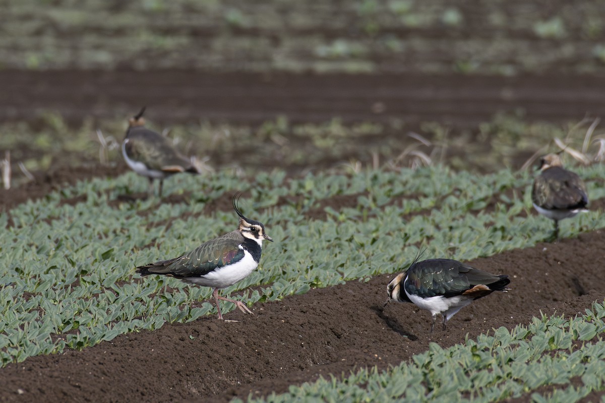 Hegabera eurasiarra - ML647749345