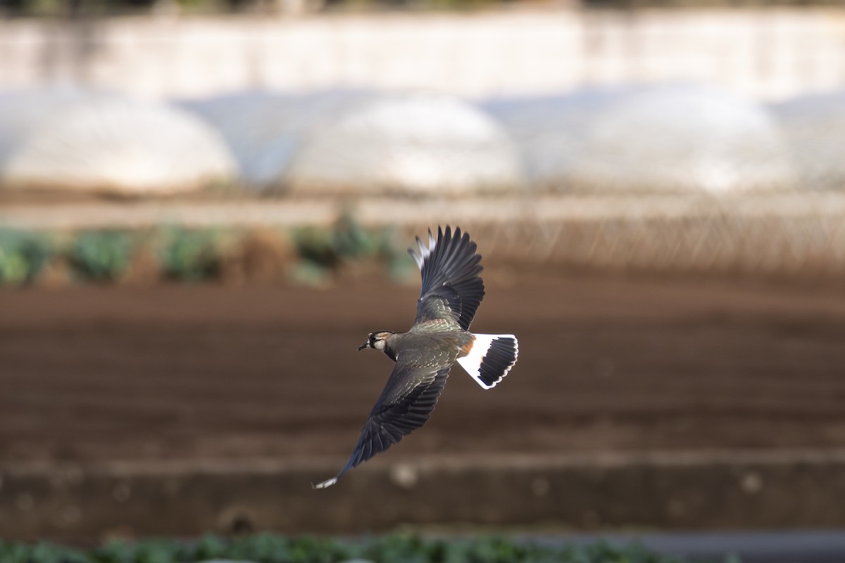 Hegabera eurasiarra - ML647749346