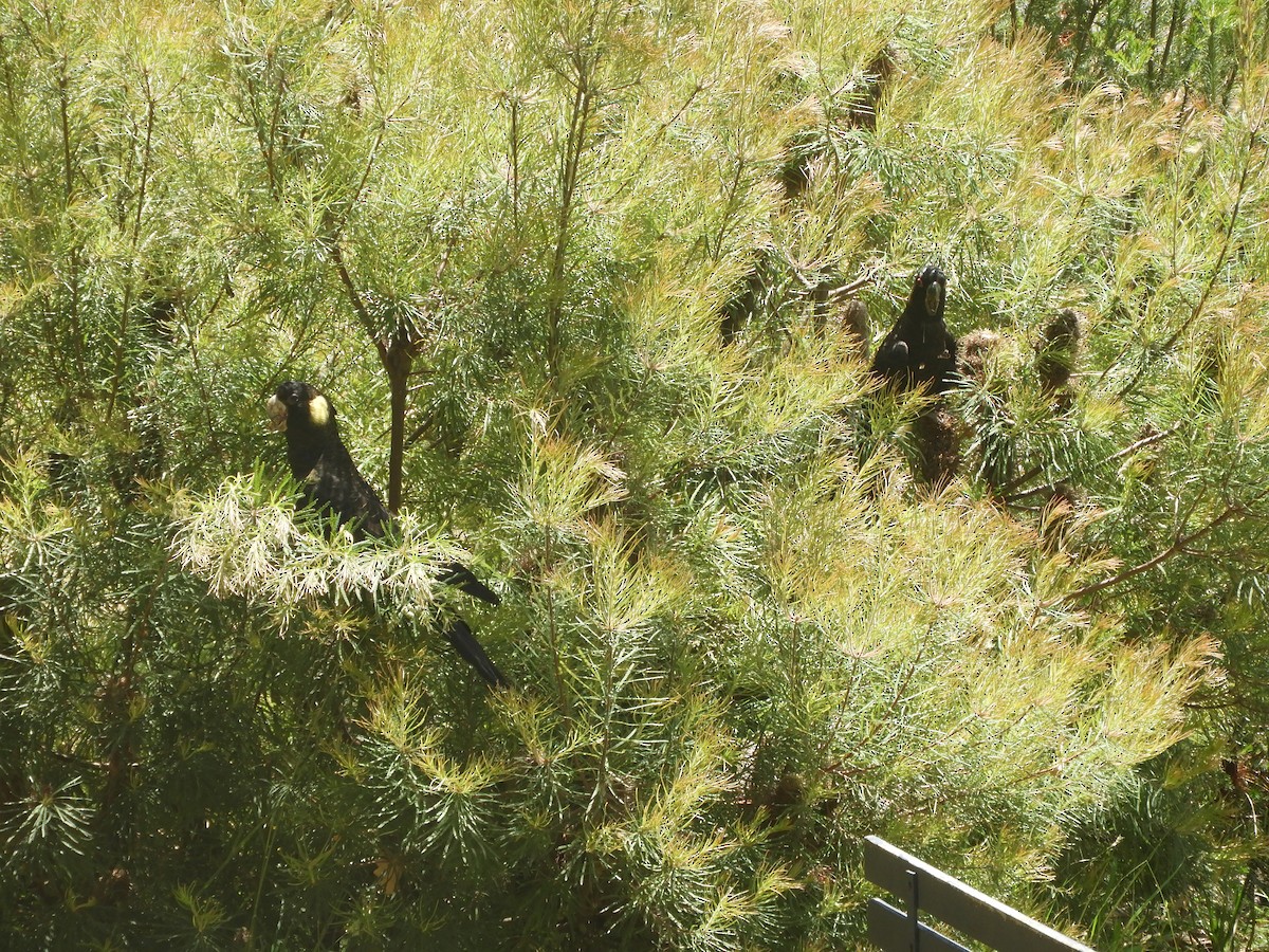 Yellow-tailed Black-Cockatoo - ML647749347