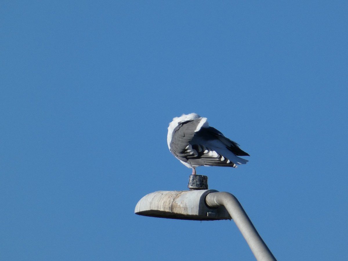 Western Gull - ML647749348