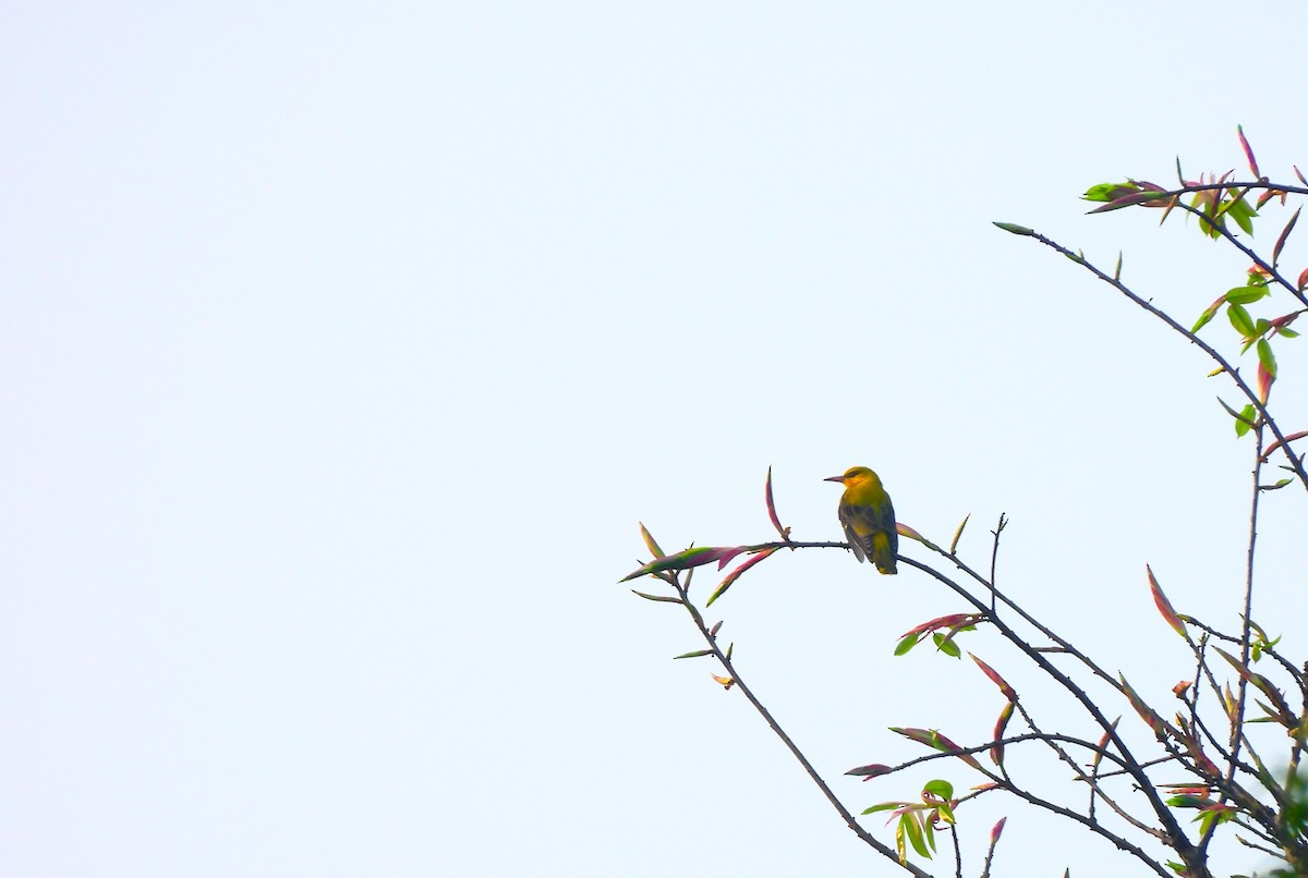 Indian Golden Oriole - ML647749349