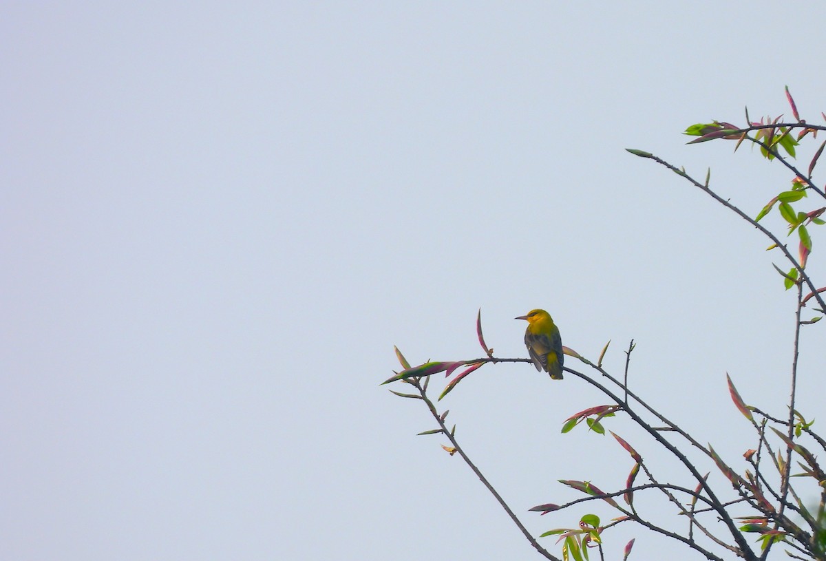 Indian Golden Oriole - ML647749350