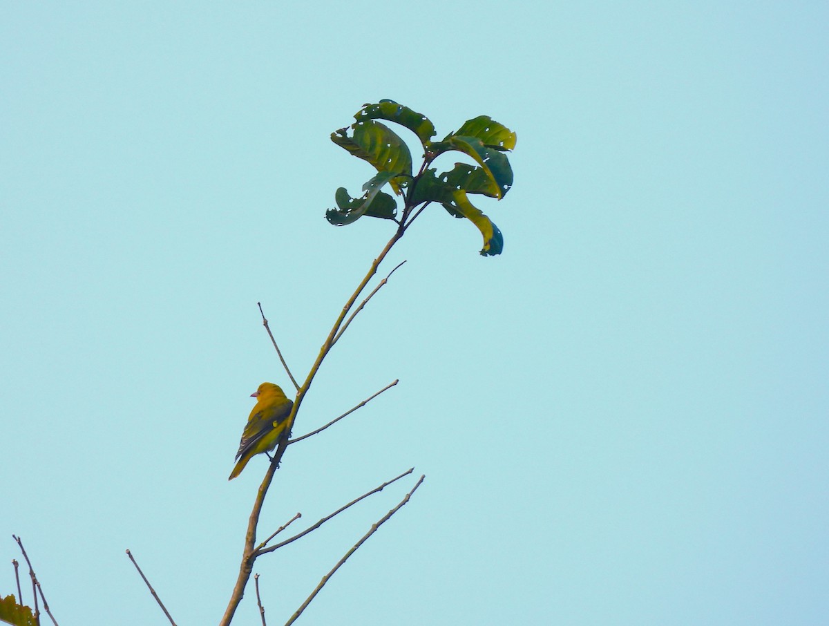 Indian Golden Oriole - ML647749351