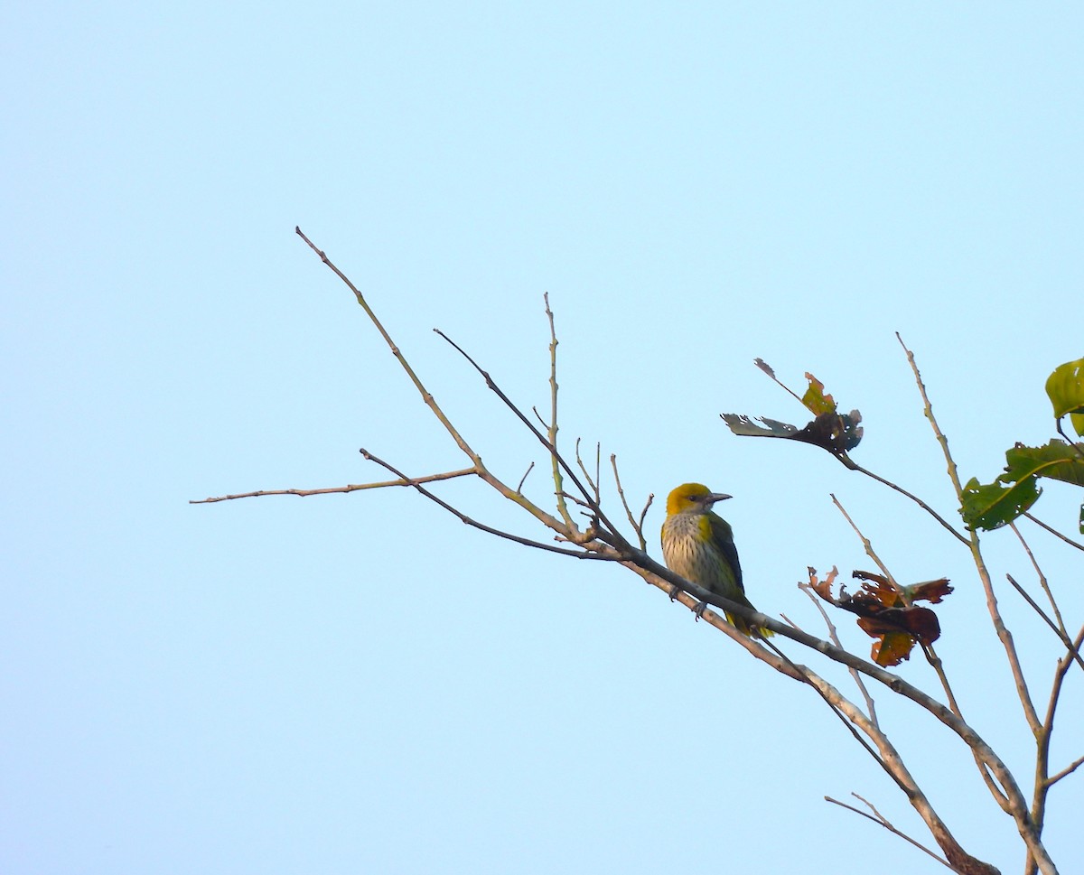 Indian Golden Oriole - ML647749352