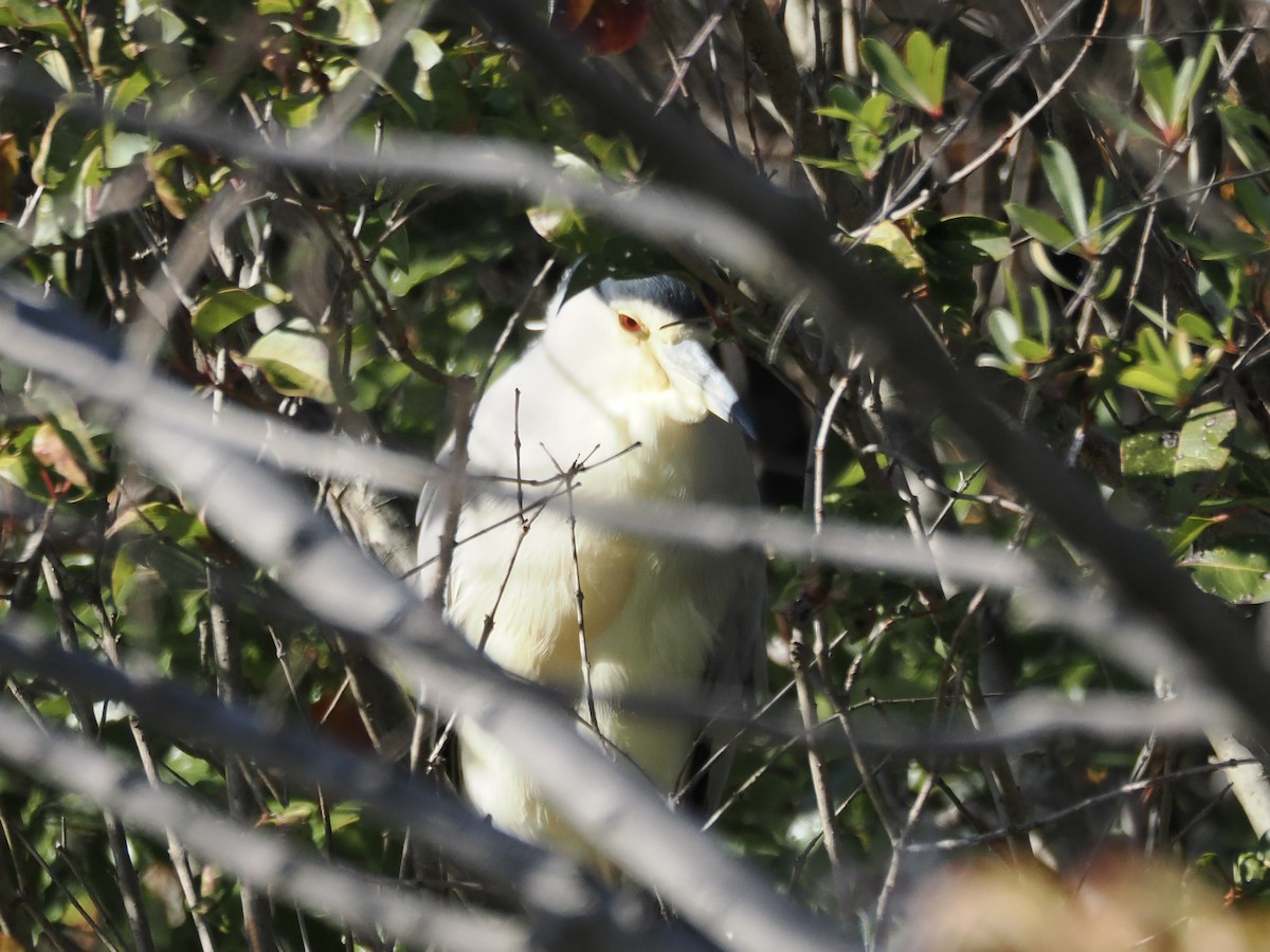 Amiltxori arrunta - ML647749353