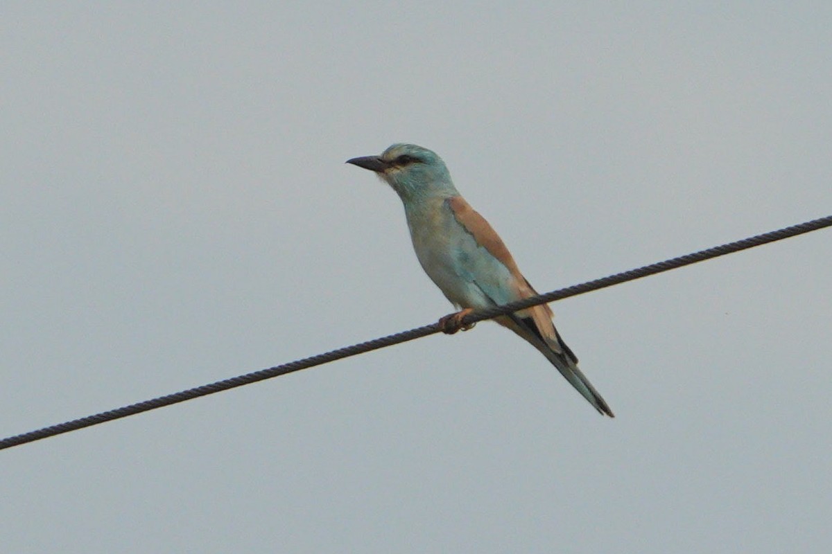 Karraka europarra - ML647749354