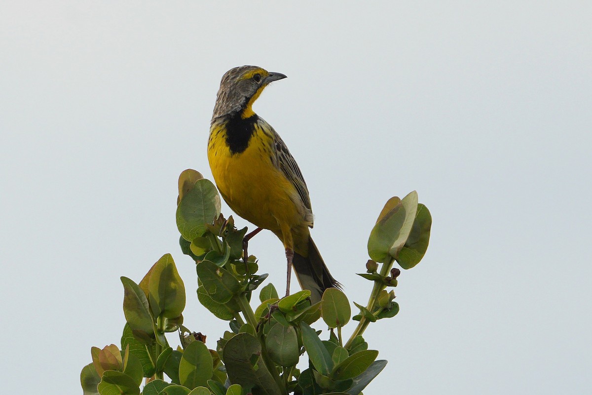 Yellow-throated Longclaw - ML647749356