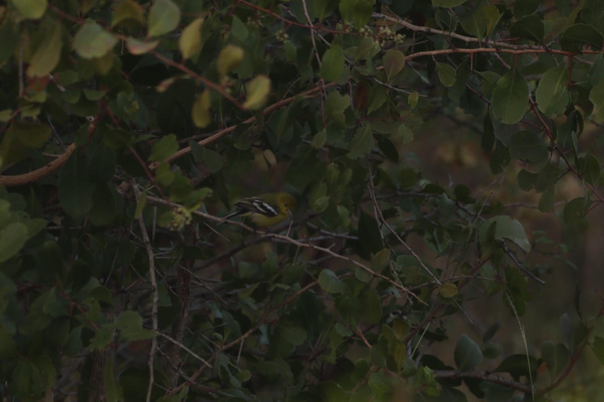 White-tailed Iora - ML647749357