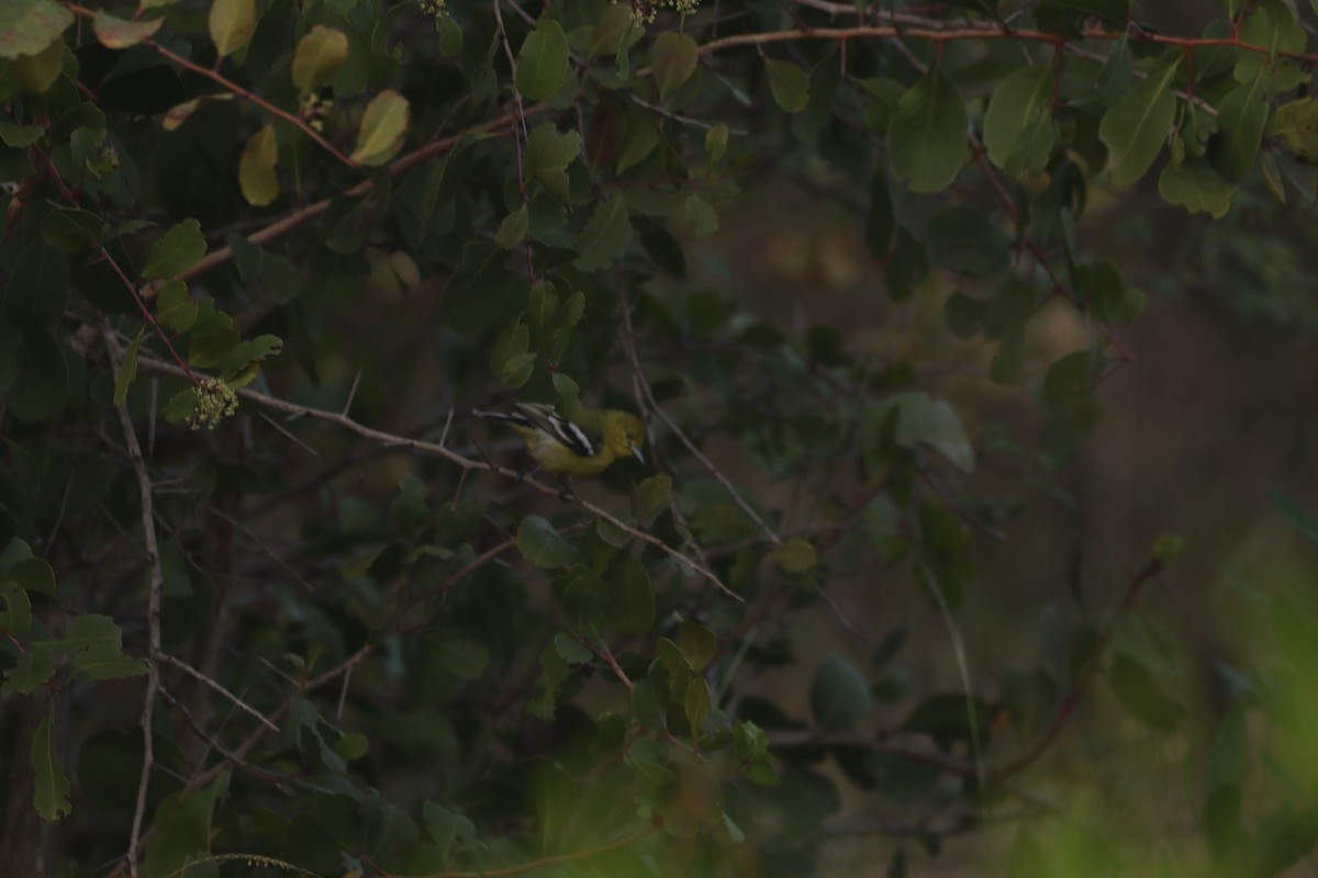 White-tailed Iora - ML647749358