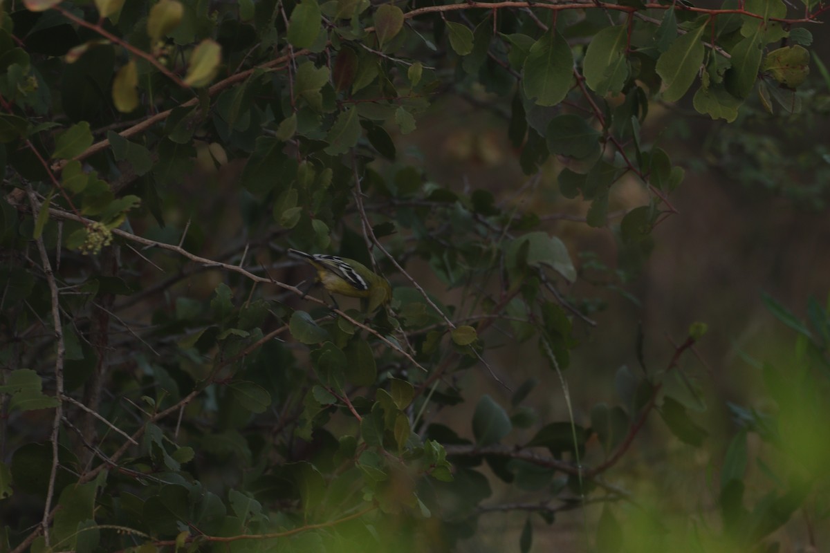 White-tailed Iora - ML647749359