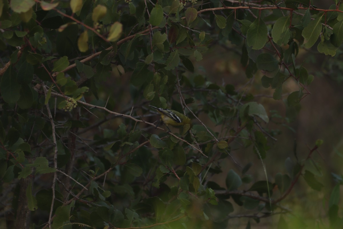 White-tailed Iora - ML647749360
