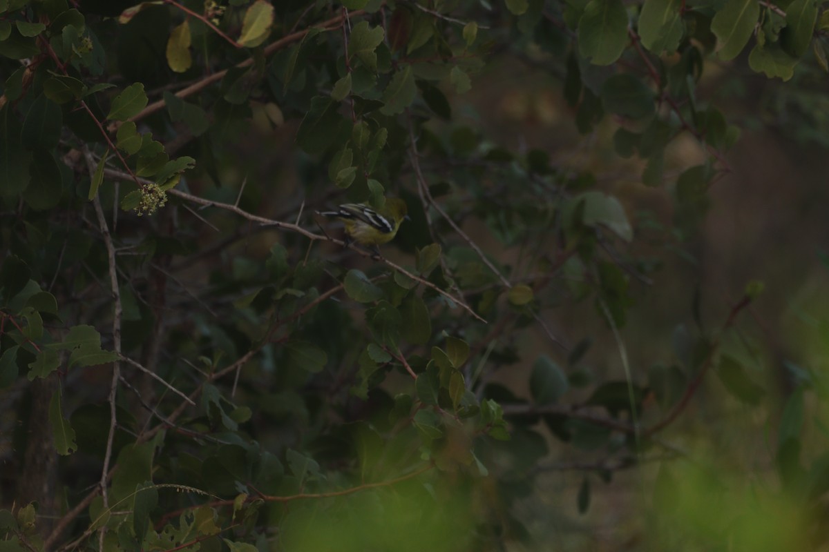 White-tailed Iora - ML647749361