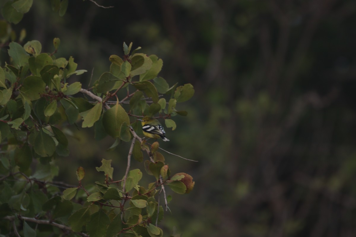 White-tailed Iora - ML647749362