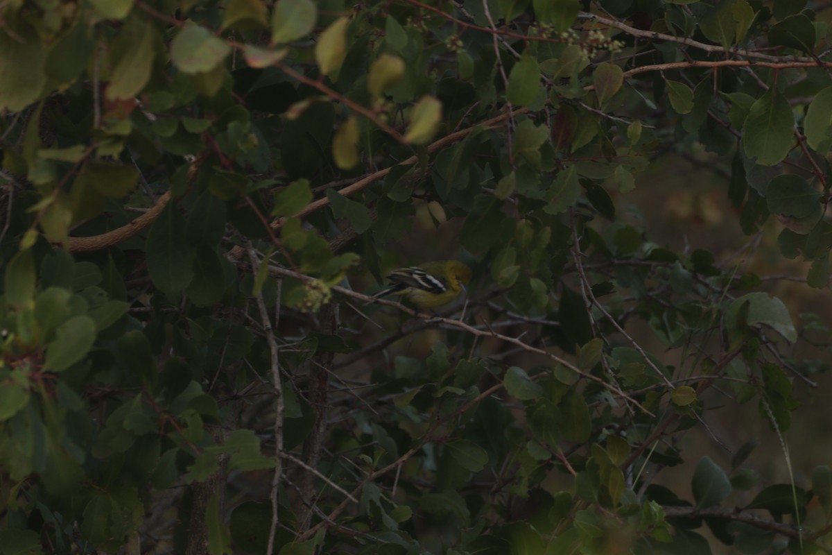 White-tailed Iora - ML647749363