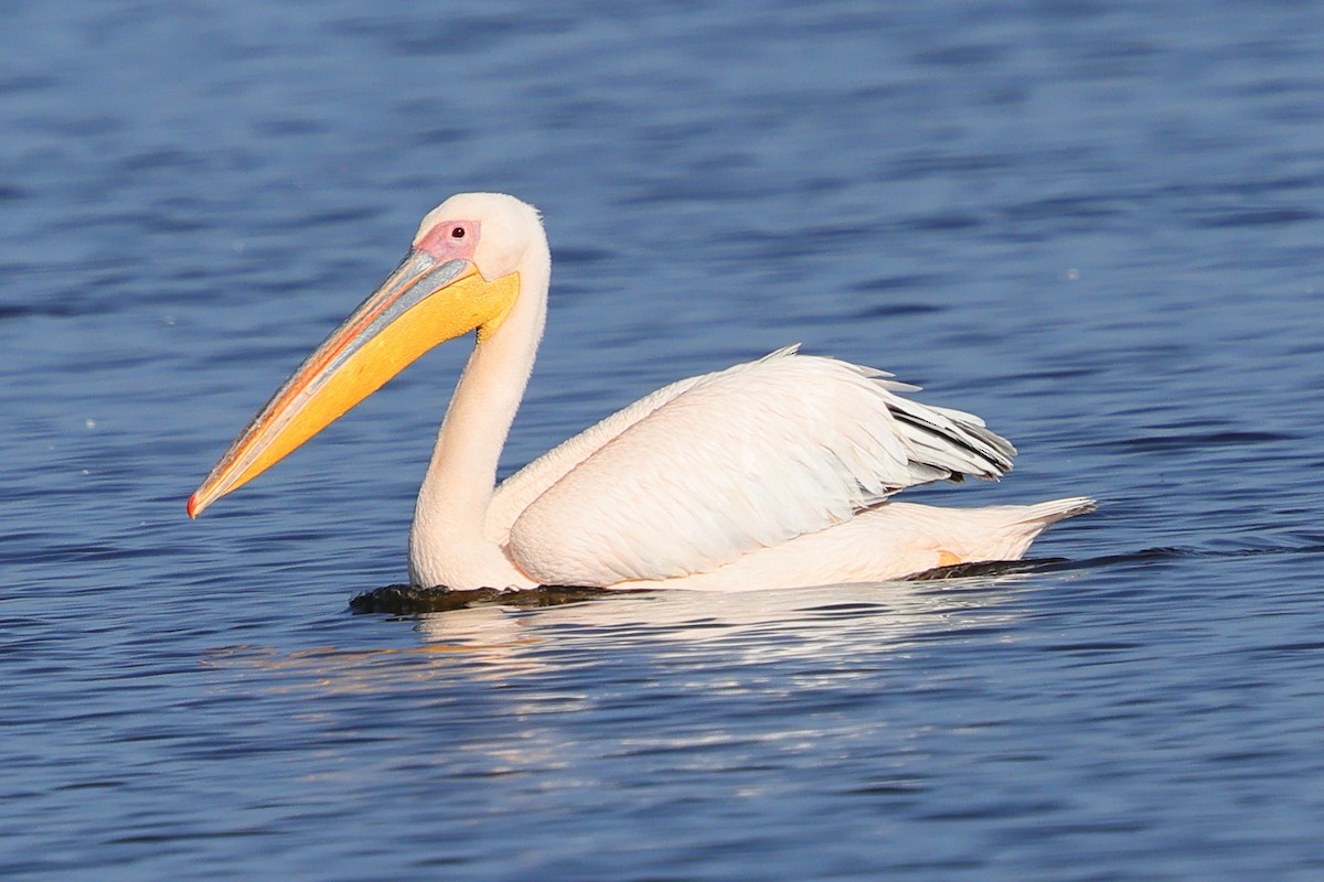 Pelikano zuri eurasiarra - ML647749364