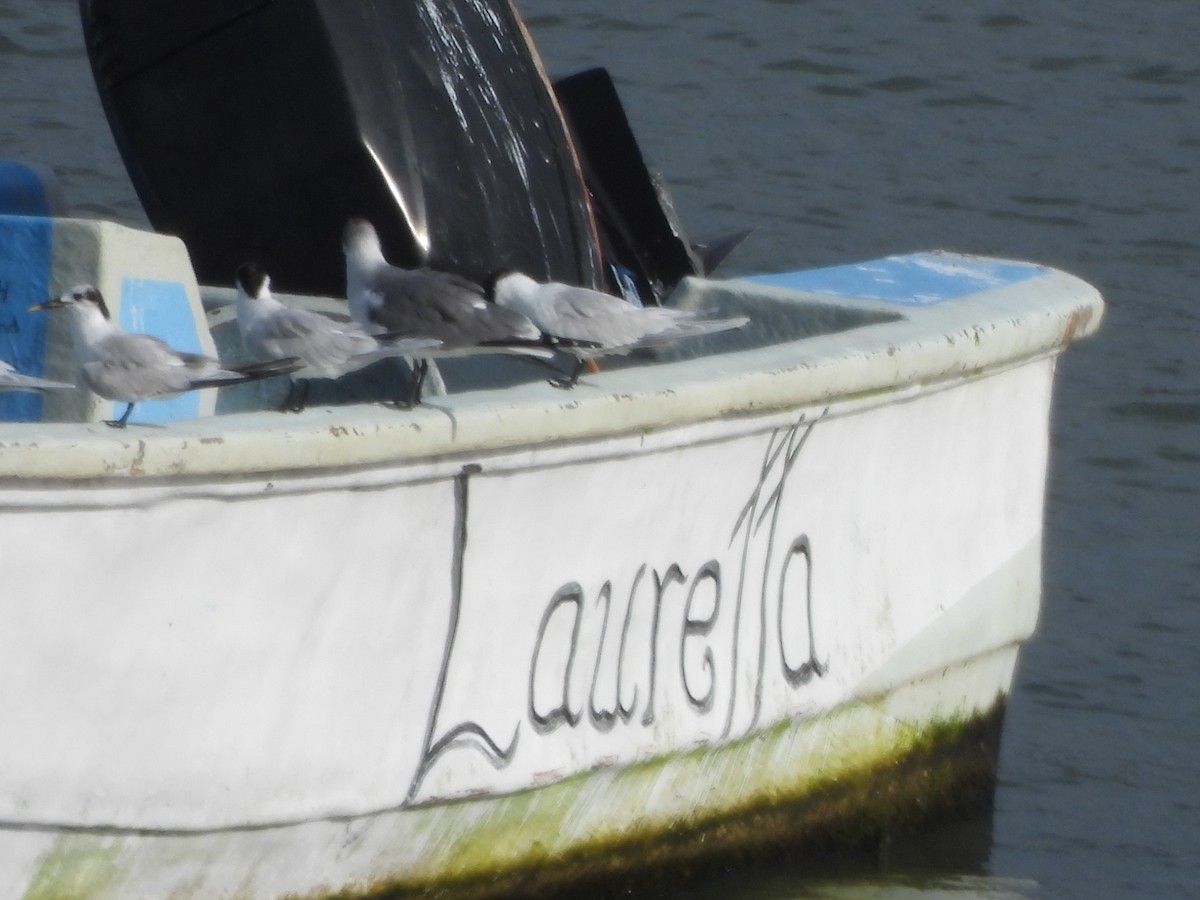 Txenada hankabeltza - ML647749367