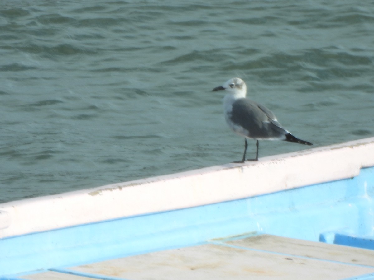 Antxeta mokogorri amerikarra - ML647749378