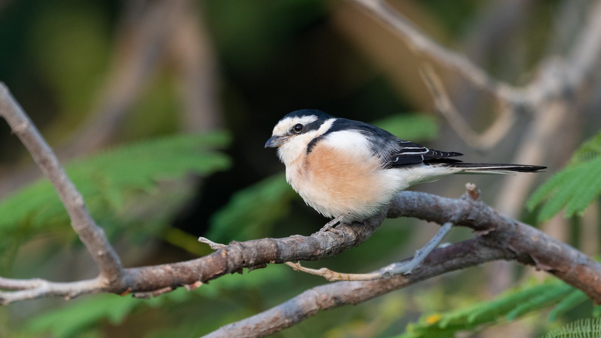 Маскированный сорокопут - ML647749390