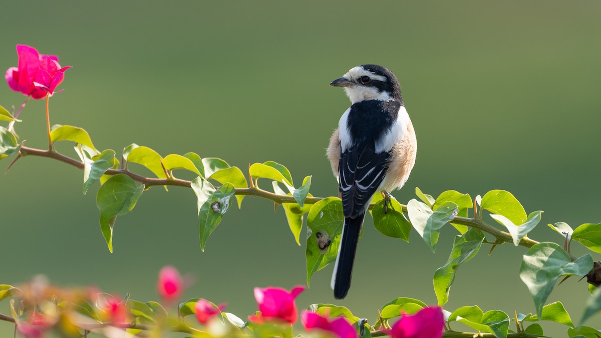 Маскированный сорокопут - ML647749391