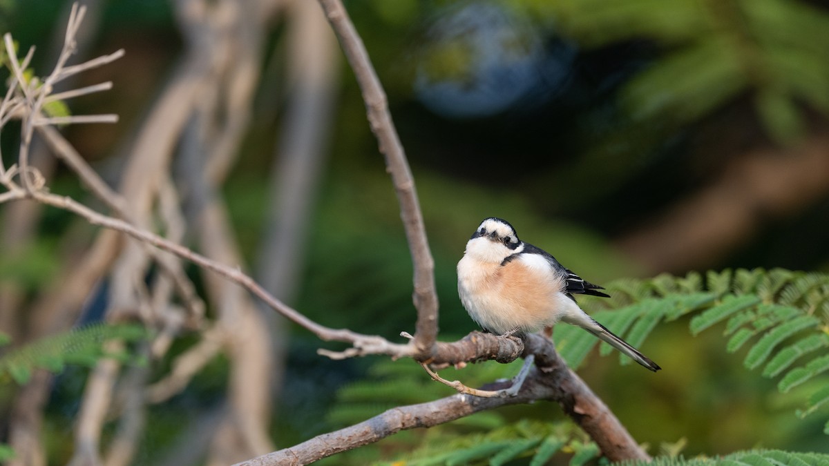 Маскированный сорокопут - ML647749392