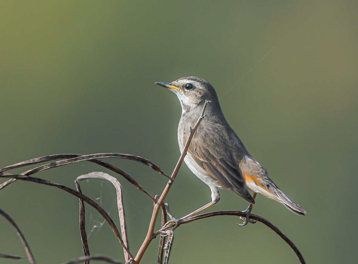 Варакушка - ML647749399