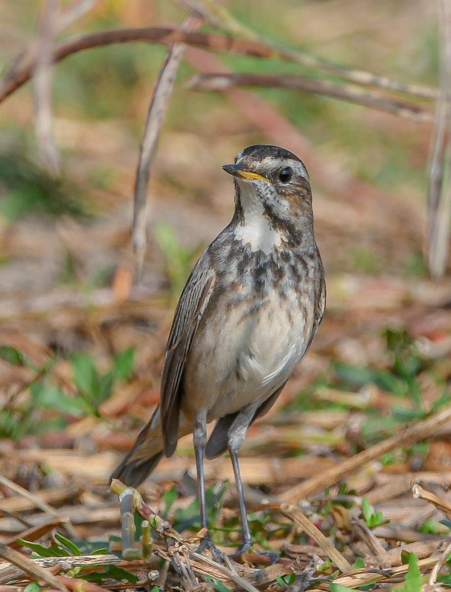 Варакушка - ML647749400