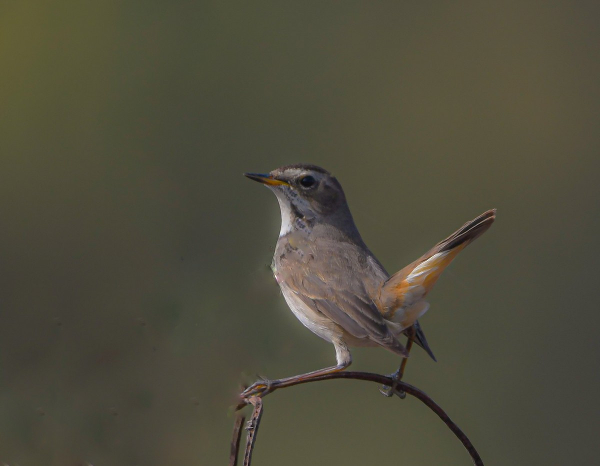 Варакушка - ML647749401