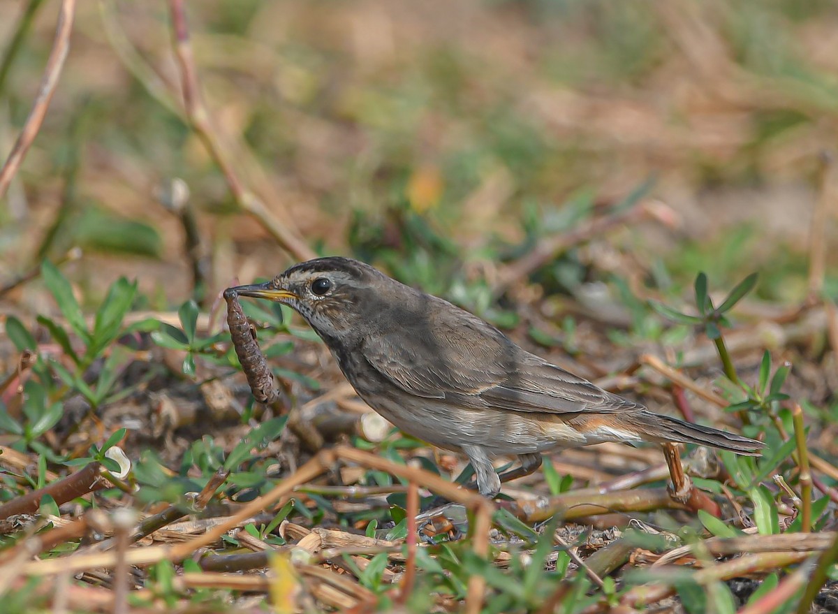 Варакушка - ML647749402