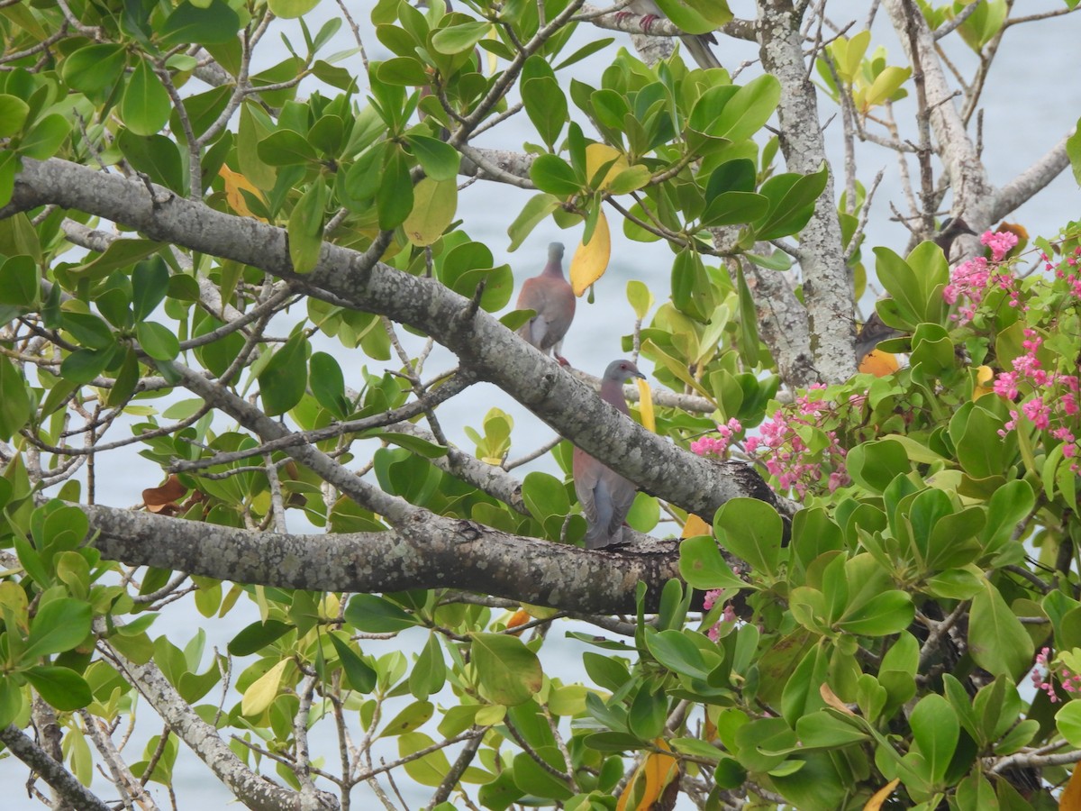 Рыжспинный голубь - ML647749408