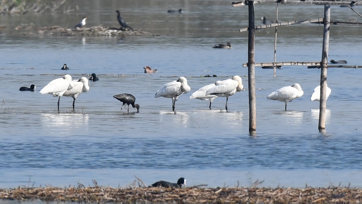 Каравайка - ML647749409