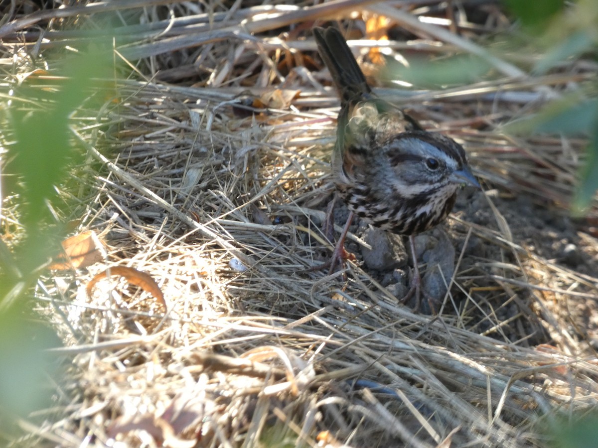 Певчая овсянка [группа heermanni] - ML647749410