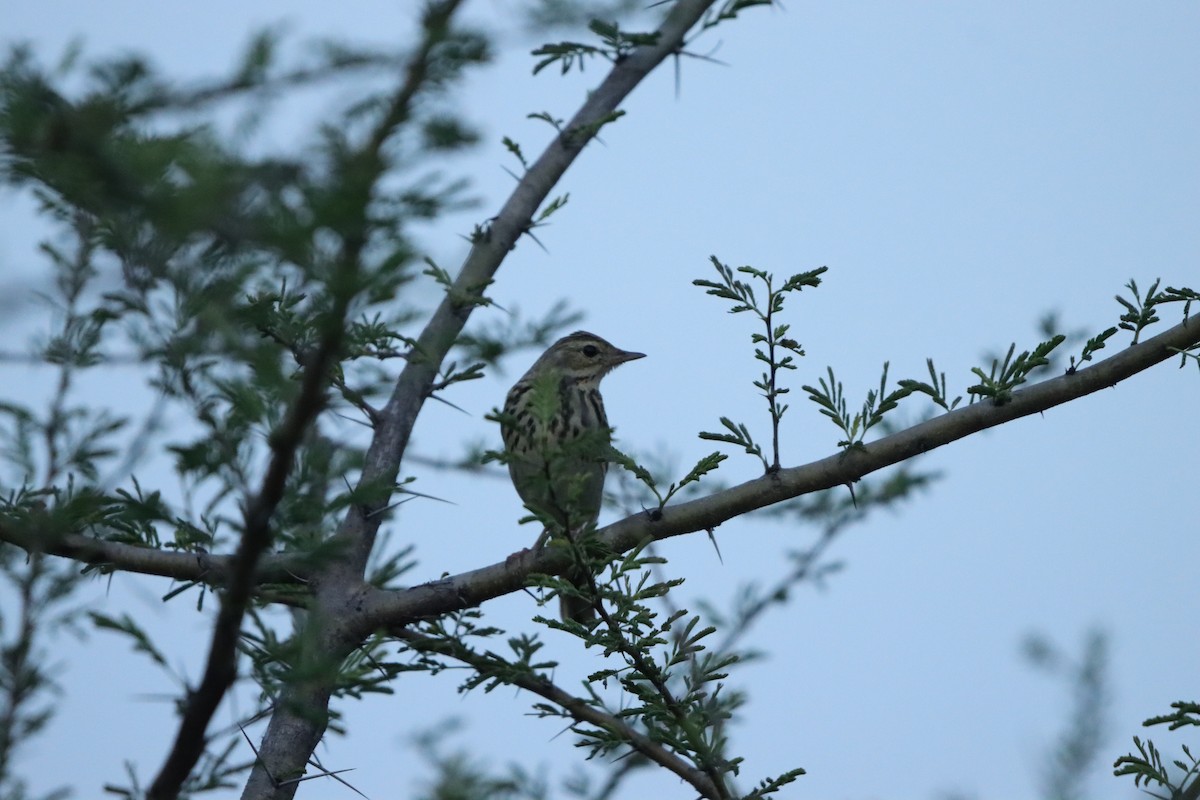 Лесной конёк - ML647749412