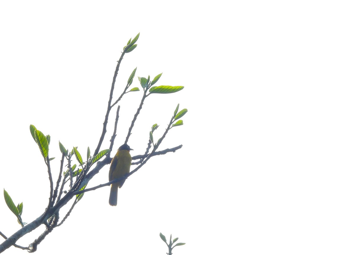 Рыжегорлый бюльбюль - ML647749415