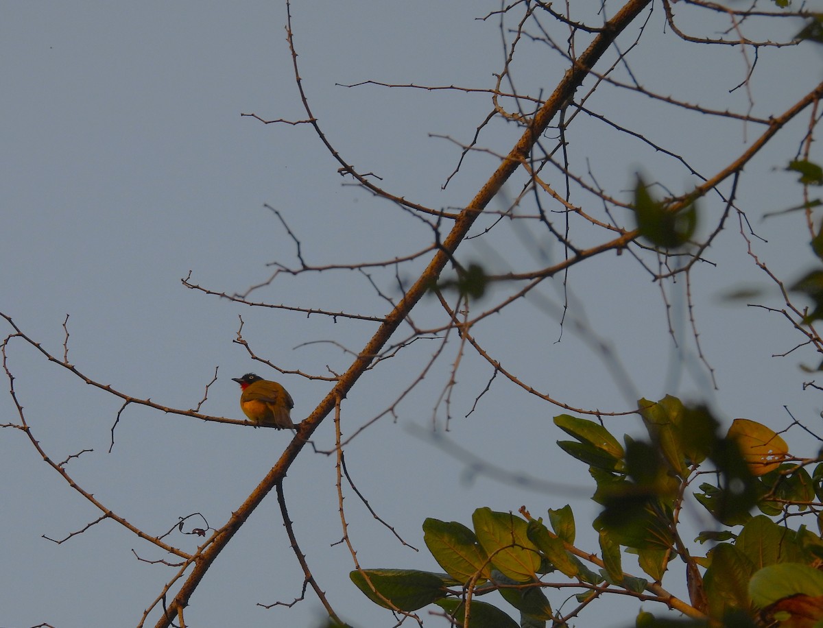 Рыжегорлый бюльбюль - ML647749416