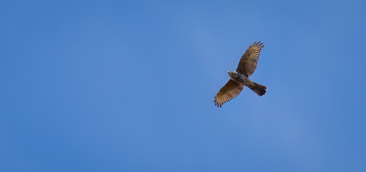 Бурый ястреб - ML647749417