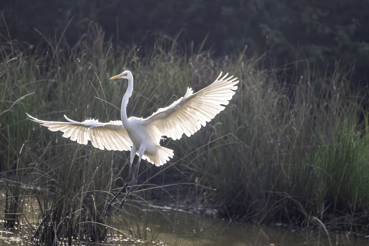 Большая белая цапля - ML647749418
