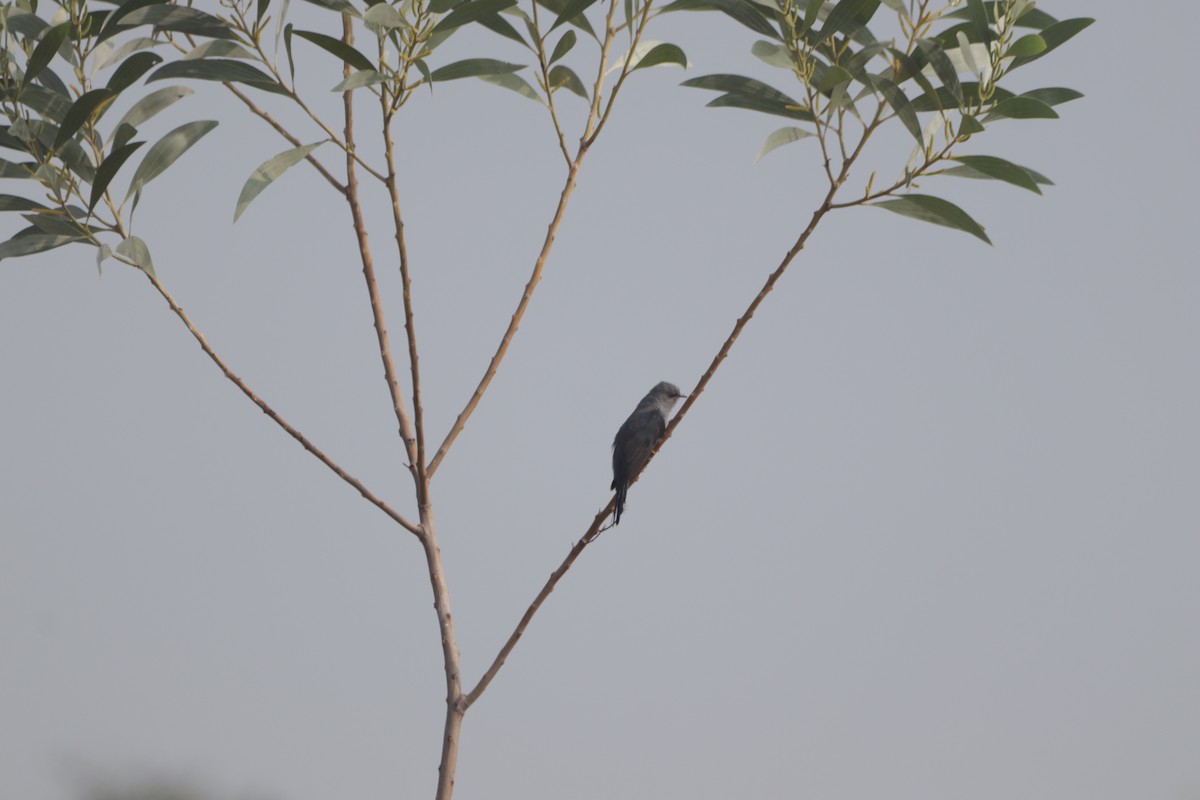 Воробьиная кукушка - ML647749420