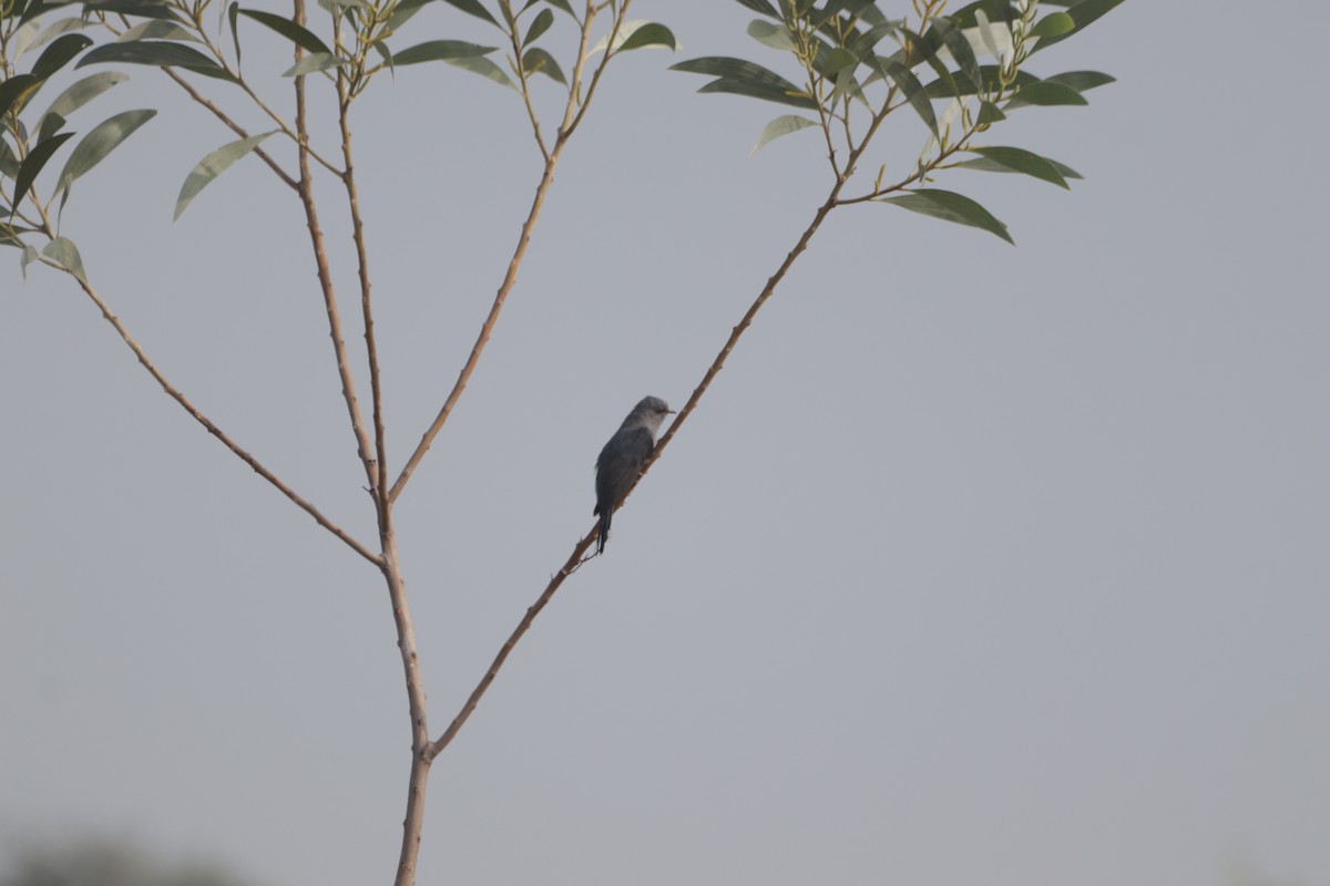 Воробьиная кукушка - ML647749421