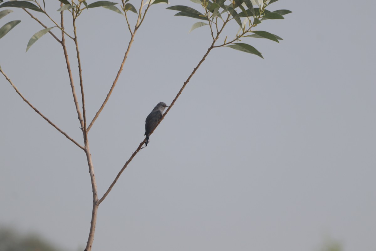 Воробьиная кукушка - ML647749422