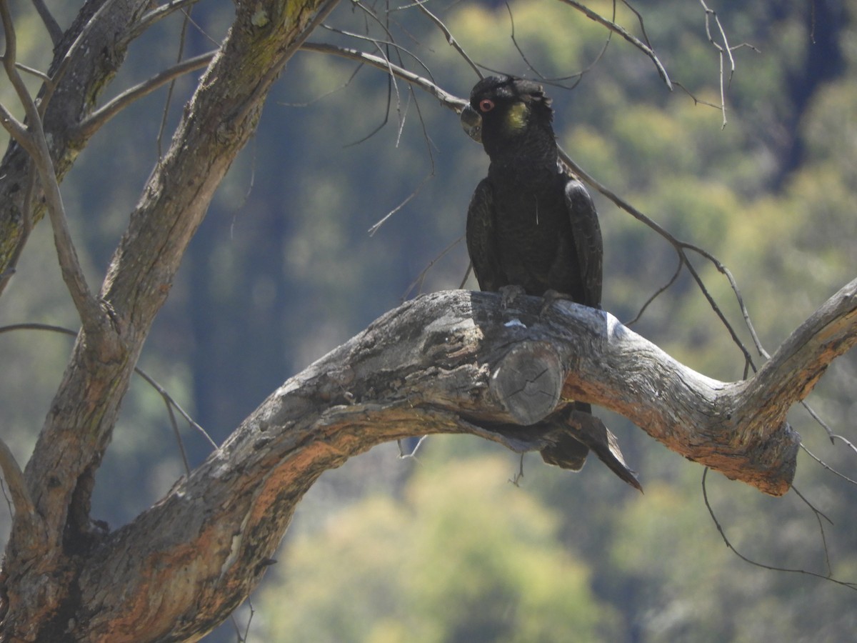Желтохвостый траурный какаду - ML647749423