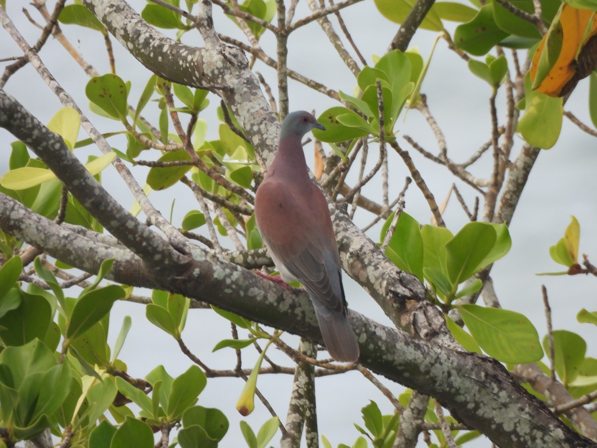 Рыжспинный голубь - ML647749424