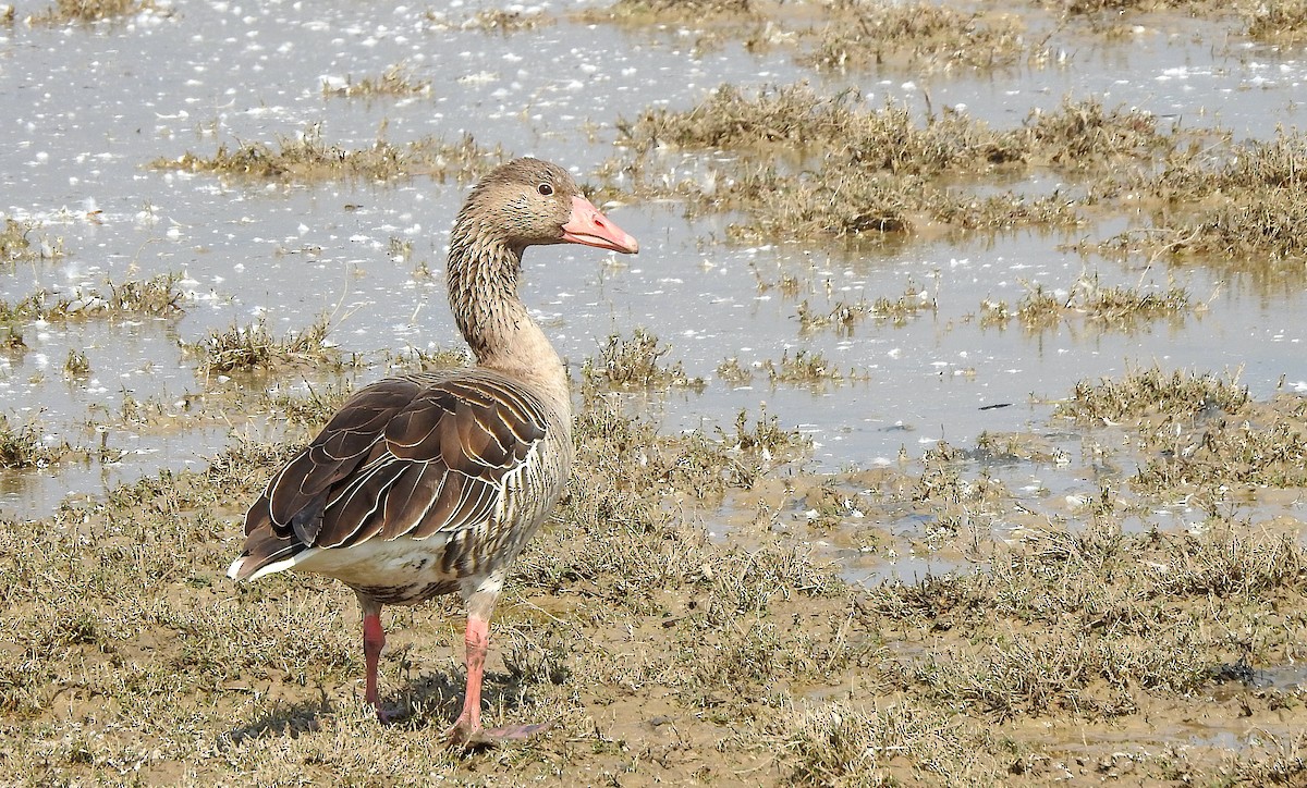 Серый гусь - ML647749425