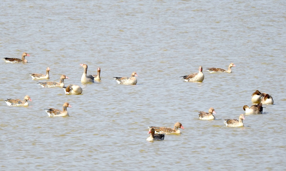 Серый гусь - ML647749426