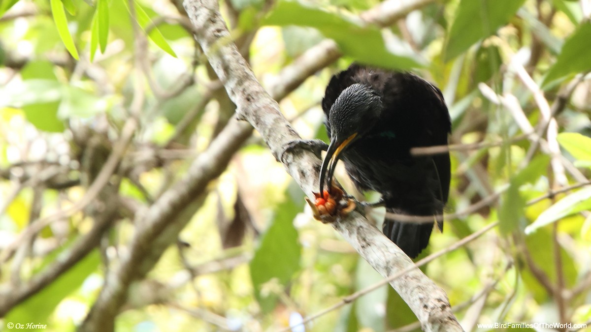 Tıslayan Karatüfek - ML647749427