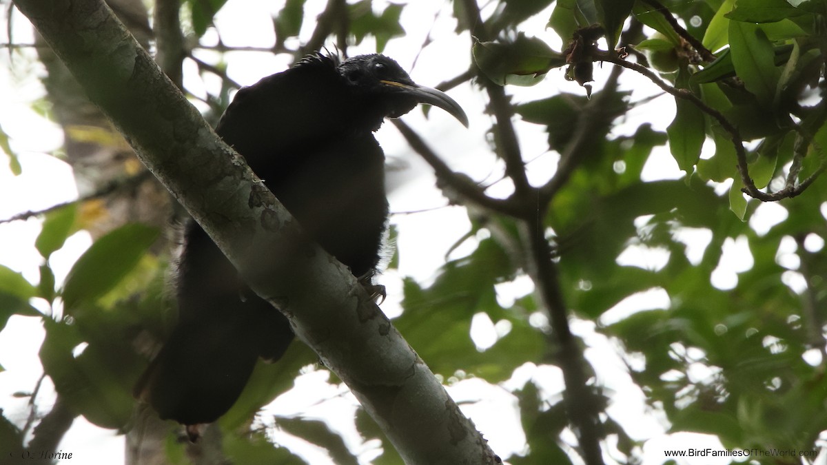 Tıslayan Karatüfek - ML647749428