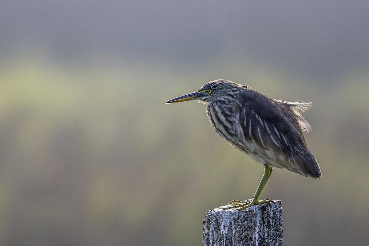 Indian Pond-Heron - ML647749429