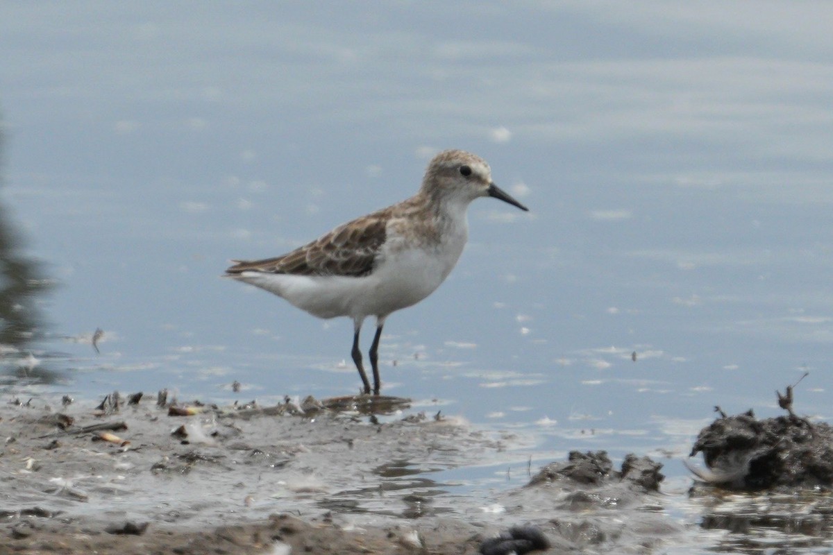 Кулик-воробей - ML647749431