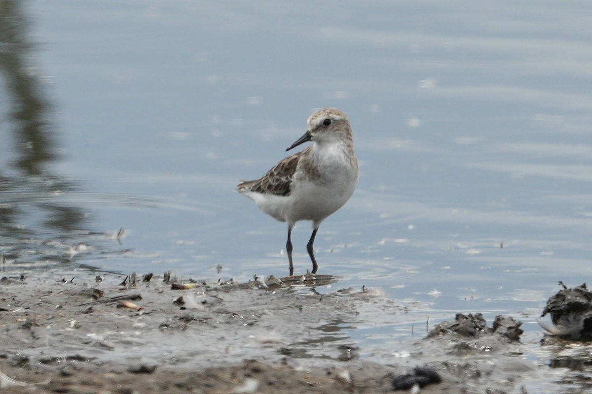 Кулик-воробей - ML647749432